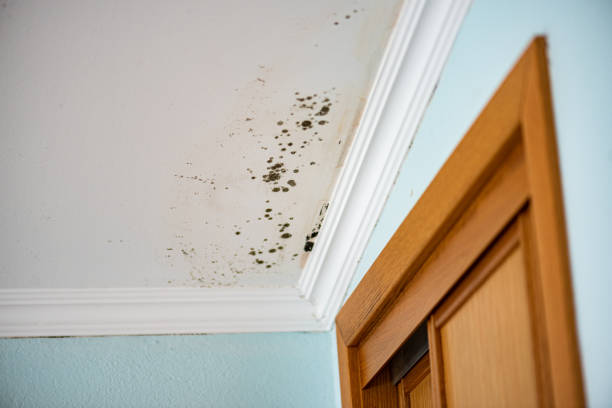 Best Toxic Mold Removal  in Montour Falls, NY