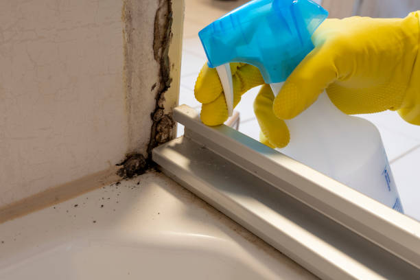 Mold Removal and Inspection in Montour Falls, NY