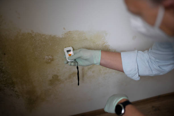 Best Local Mold Removal Service  in Montour Falls, NY