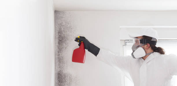 Best Emergency Mold Removal  in Montour Falls, NY