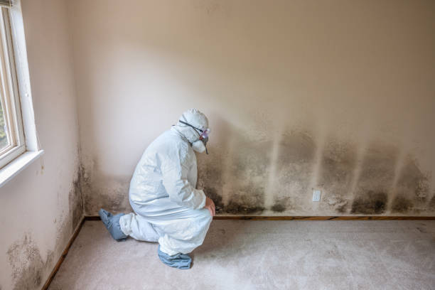 Certified Mold Removal in Montour Falls, NY