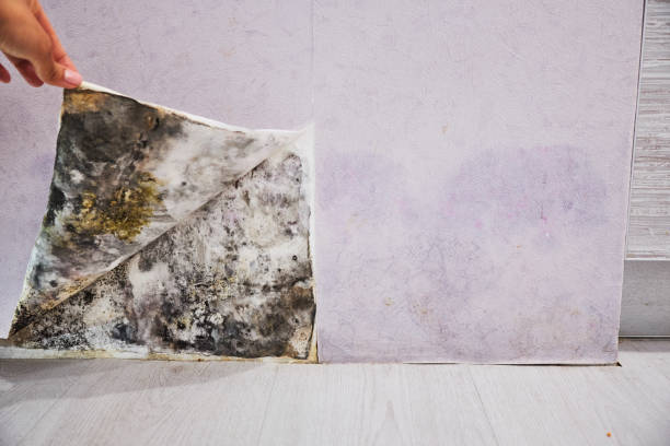 Crawl Space Mold Removal in Montour Falls, NY